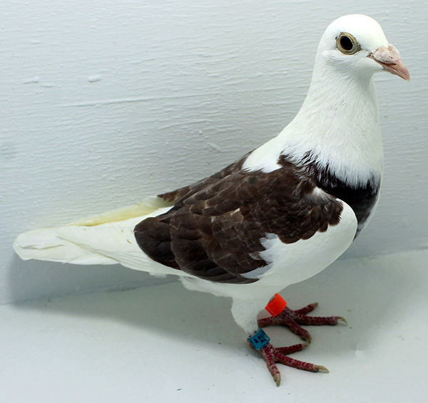 Band: AU 41437 AA 2025